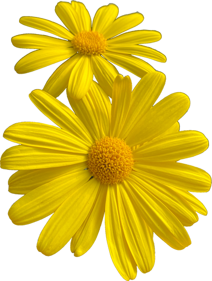 Yellow Flowers Cutout