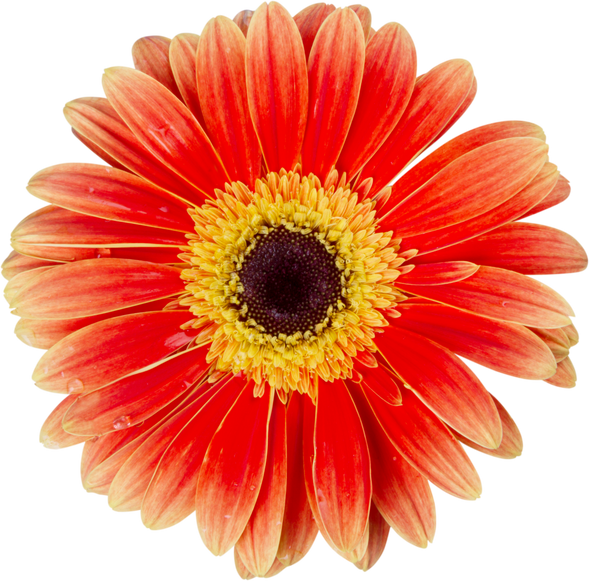 Orange Gerbera Daisy