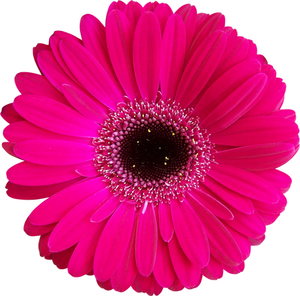 Isolated Pink Gerbera Flower