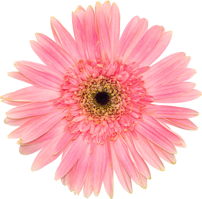 Pink Gerbera Flower