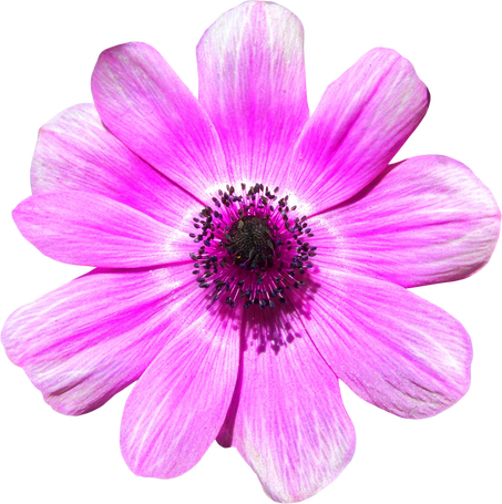 Isolated Pink Daisy Flower