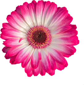 Pink Daisy Cutout