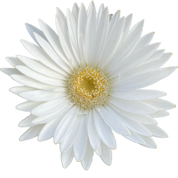 White Daisy Cutout