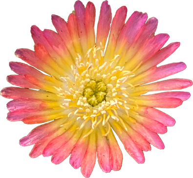 Delosperma Flower Cutout