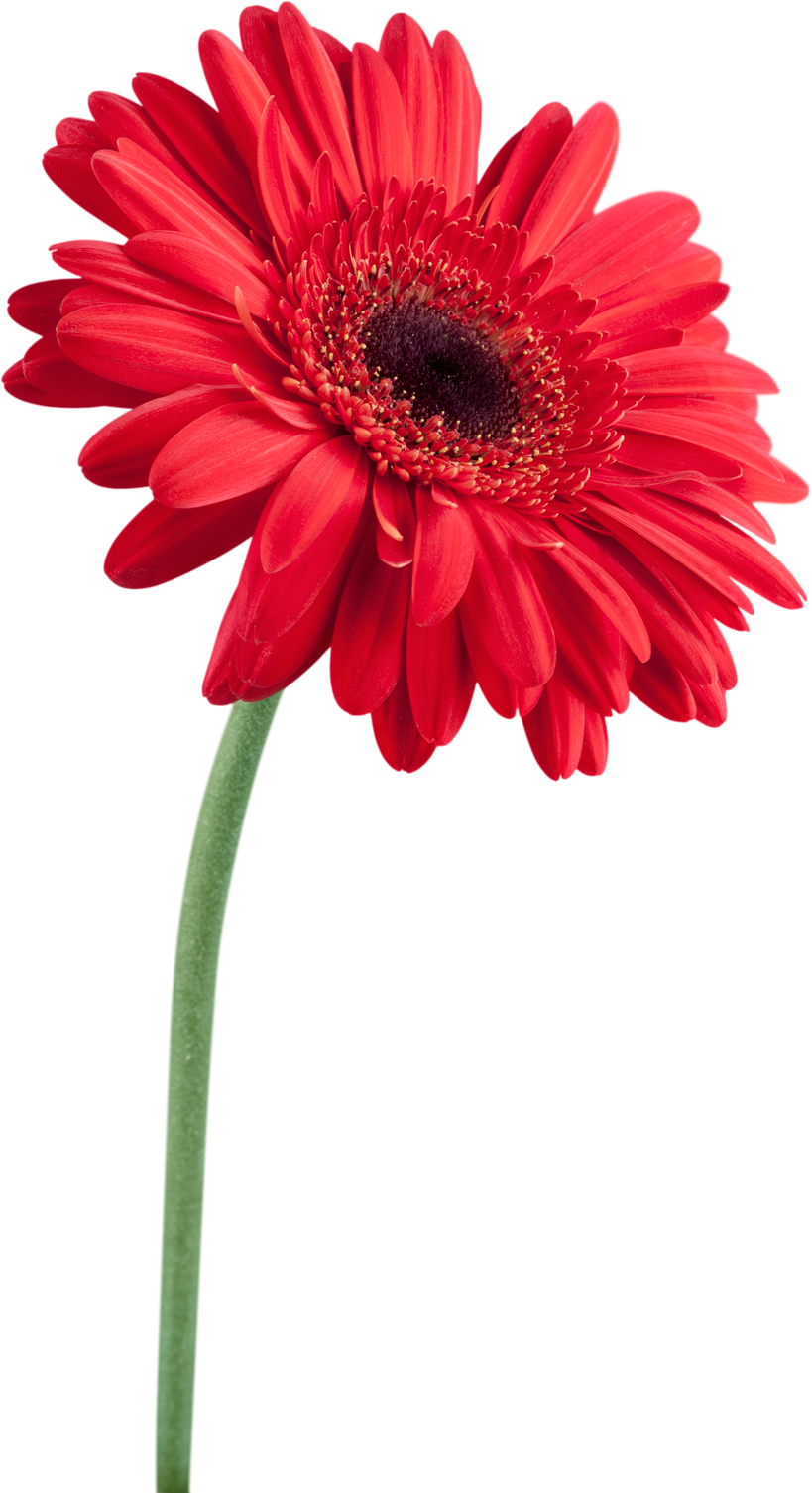 Red Gerbera Daisy Flower