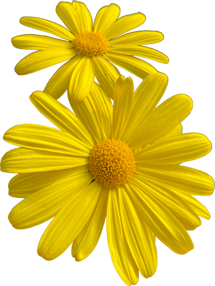 Yellow Flowers Cutout