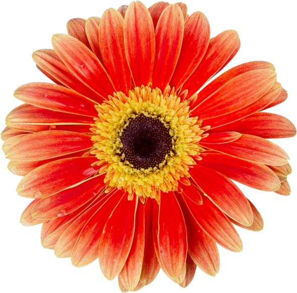 Orange Gerbera Daisy