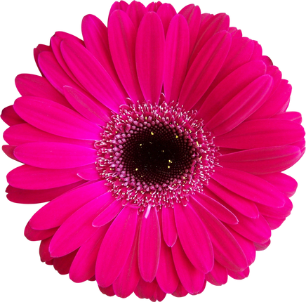 Isolated Pink Gerbera Flower