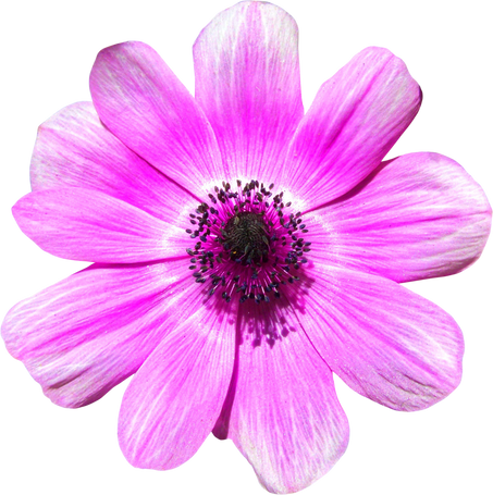 Isolated Pink Daisy Flower