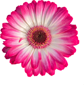 Pink Daisy Cutout