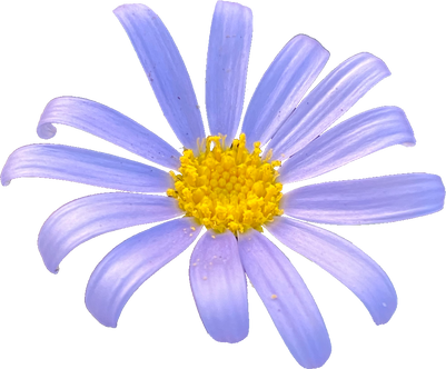 Purple Flower Cutout