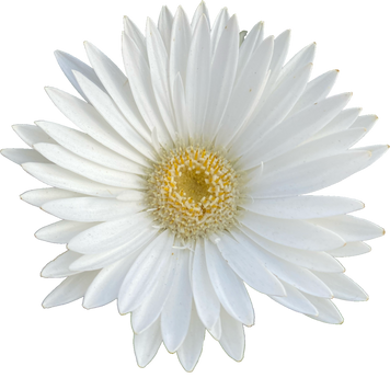 White Daisy Cutout