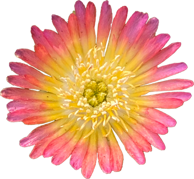 Delosperma Flower Cutout